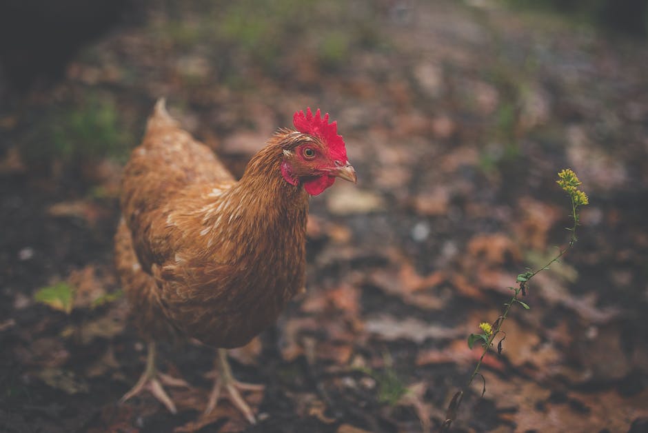 Hühnersuppe gesund: Ernährungsvorteile erfahren