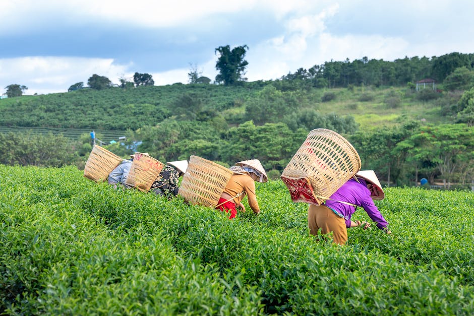 Gesundheitliche Vorteile des grünen Tees