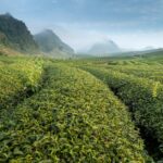 Grüner Tee Gesundheit Vorteile