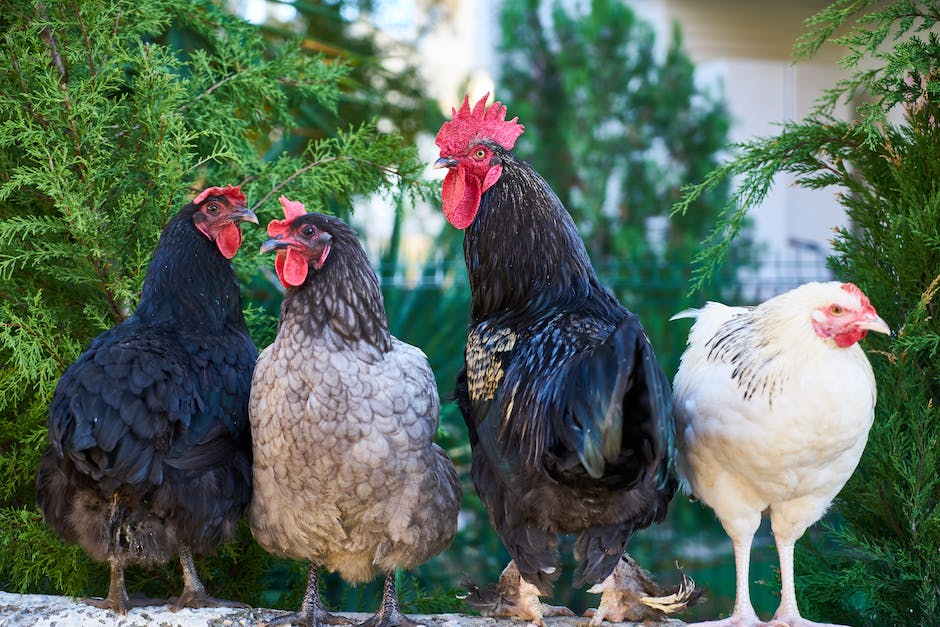 Hühnersuppe bei Erkältung - Gesundheitsvorteile