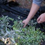olivenöl-gesundheitsvorteile