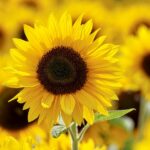 Sonnenblumenkerne als gesunde Nahrungsquelle