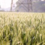 Weizengras gesundheitsvorteile